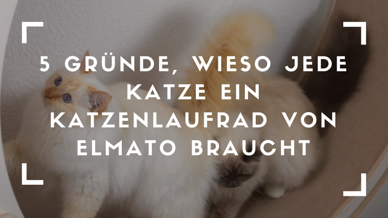 Gesund und glücklick: Warum ein Katzenlaufrad das perfekte Fitnessgerät für deine Katze ist